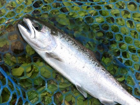 たくさん釣って大物もキャッチ ～高島の泉～